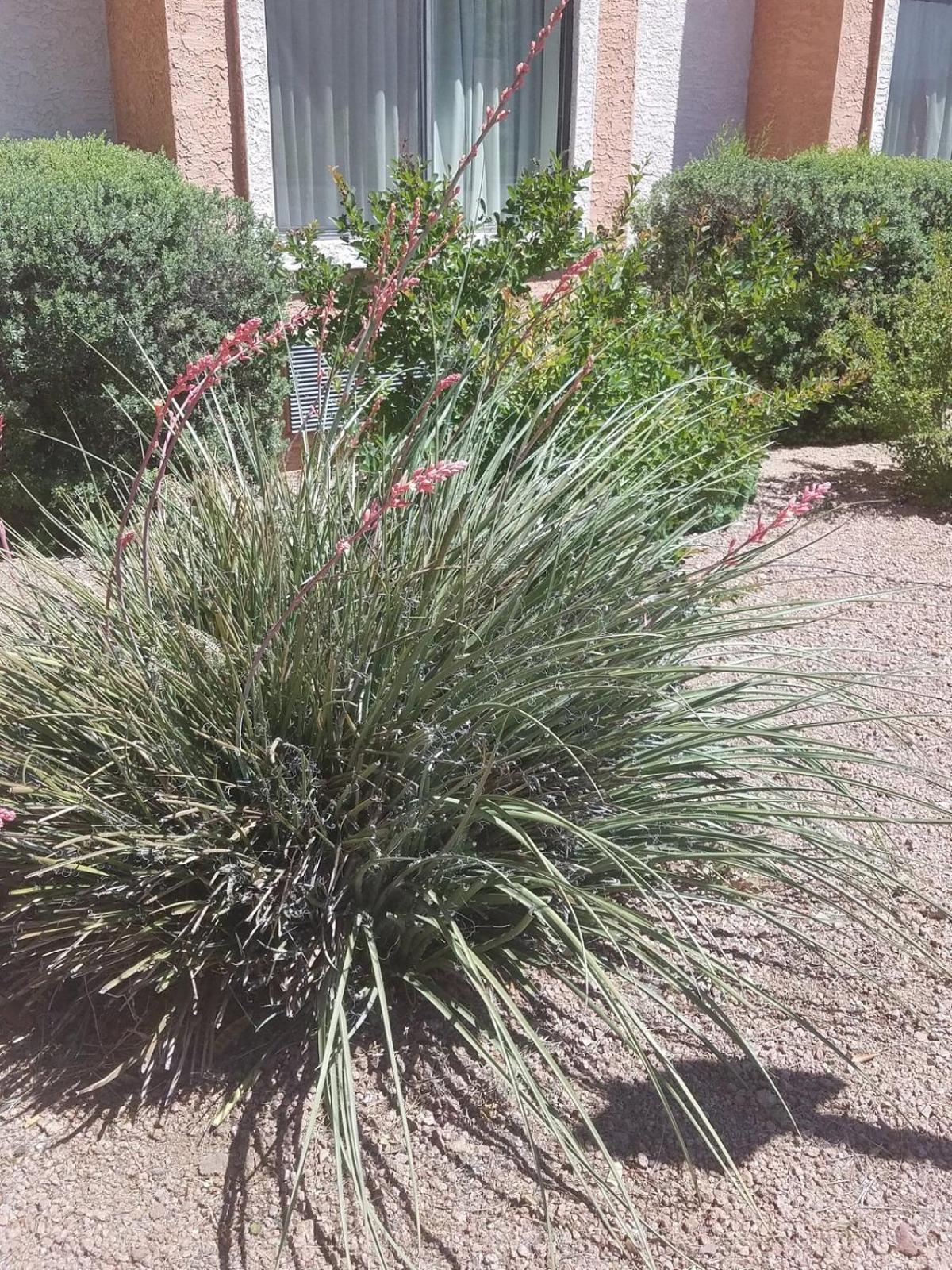 Days Inn By Wyndham Camp Verde Arizona Exterior foto